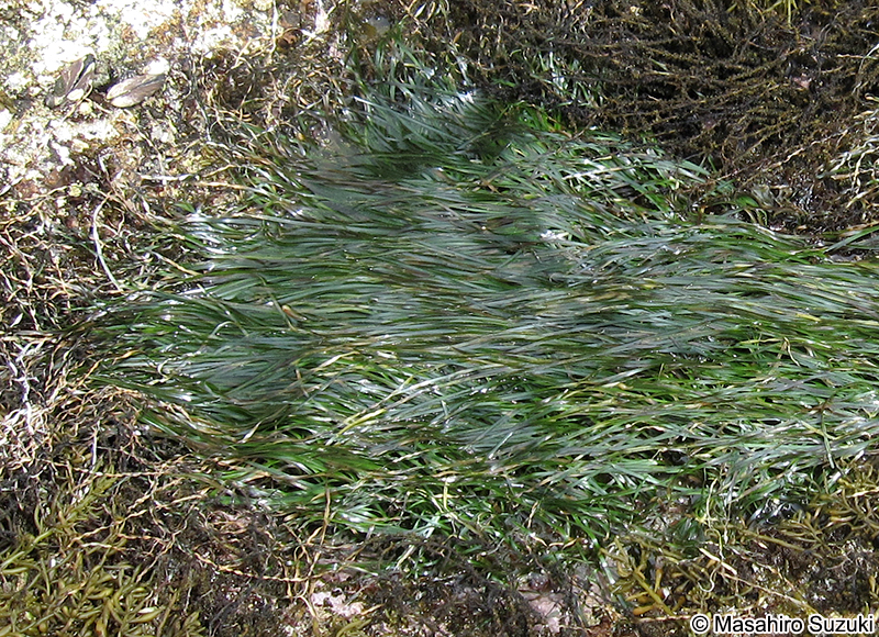 スガモ Phyllospadix iwatensis