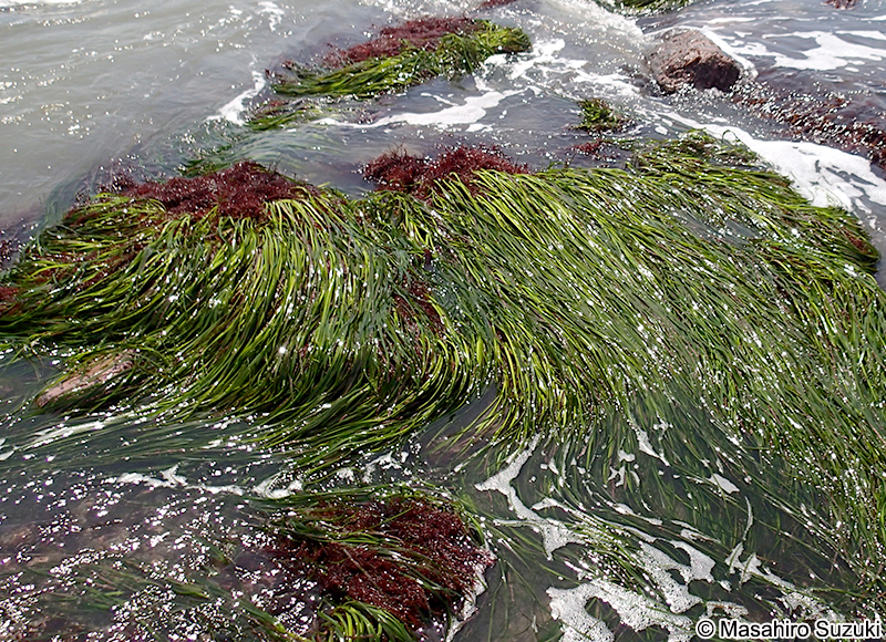 スガモ Phyllospadix iwatensis