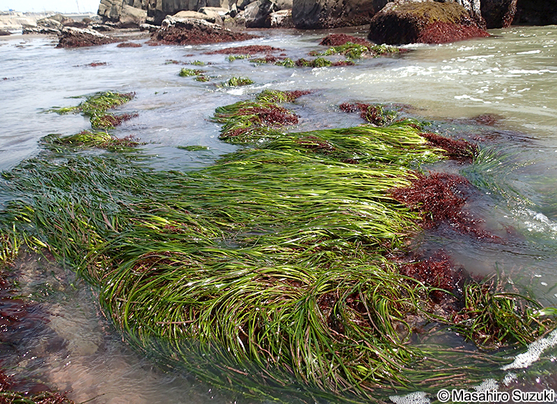 スガモ Phyllospadix iwatensis