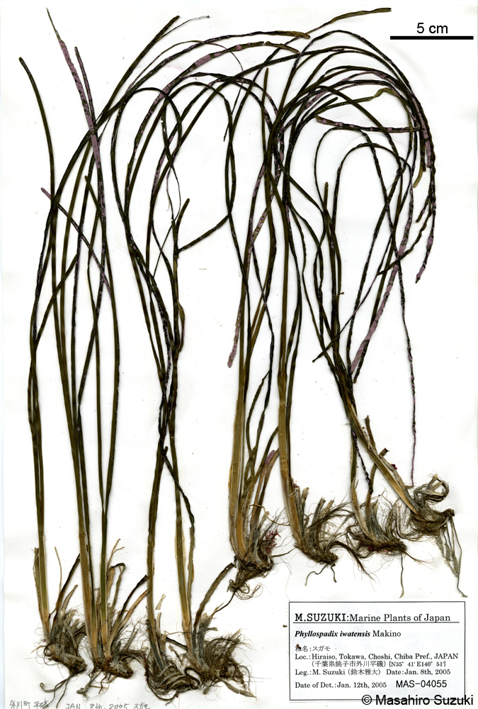 スガモの押し葉標本