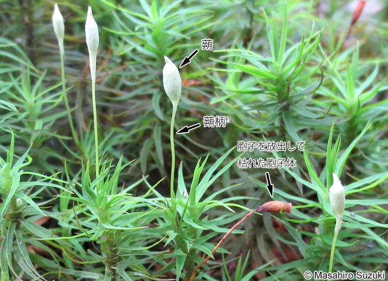 セイタカスギゴケ Pogonatum japonicum