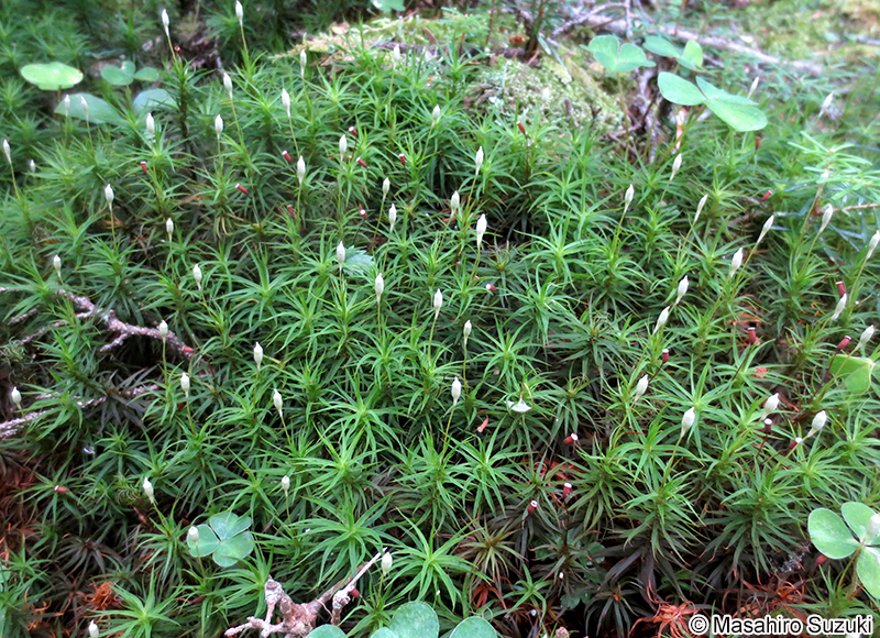 セイタカスギゴケ Pogonatum japonicum