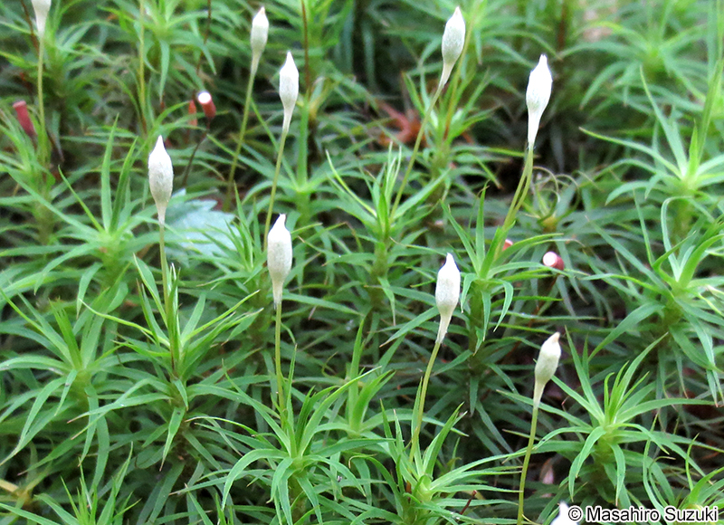 セイタカスギゴケ Pogonatum japonicum