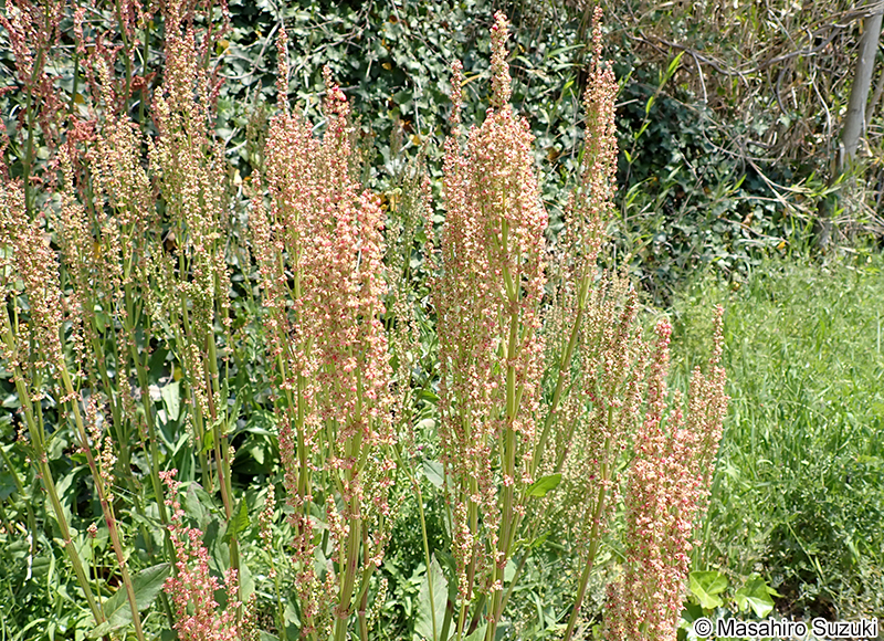 スイバ Rumex acetosa