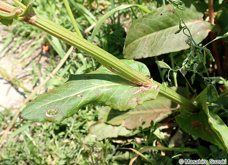 スイバ Rumex acetosa