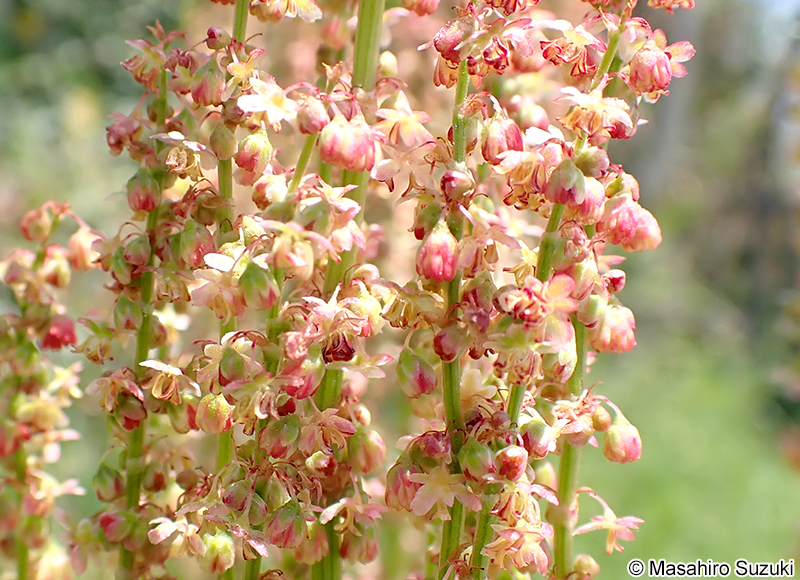 スイバ Rumex acetosa