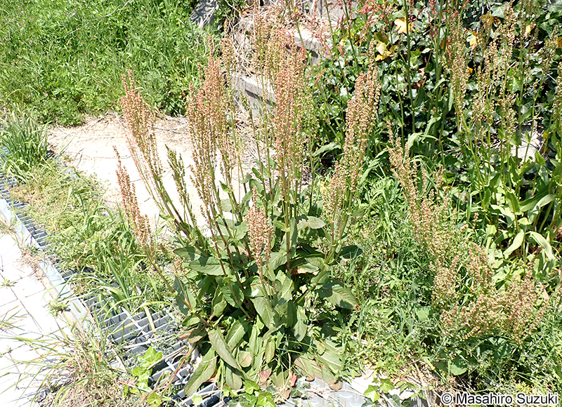 スイバ Rumex acetosa