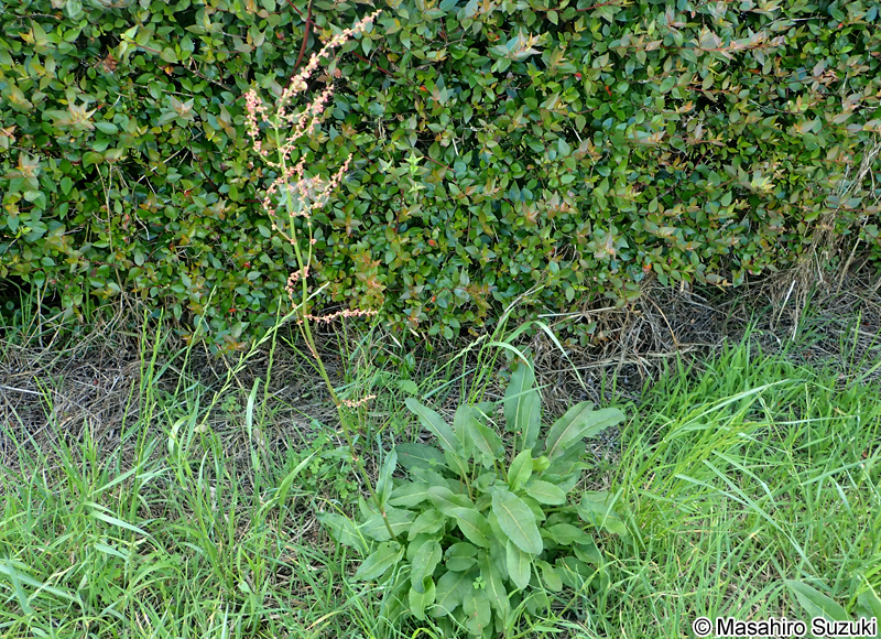 スイバ Rumex acetosa