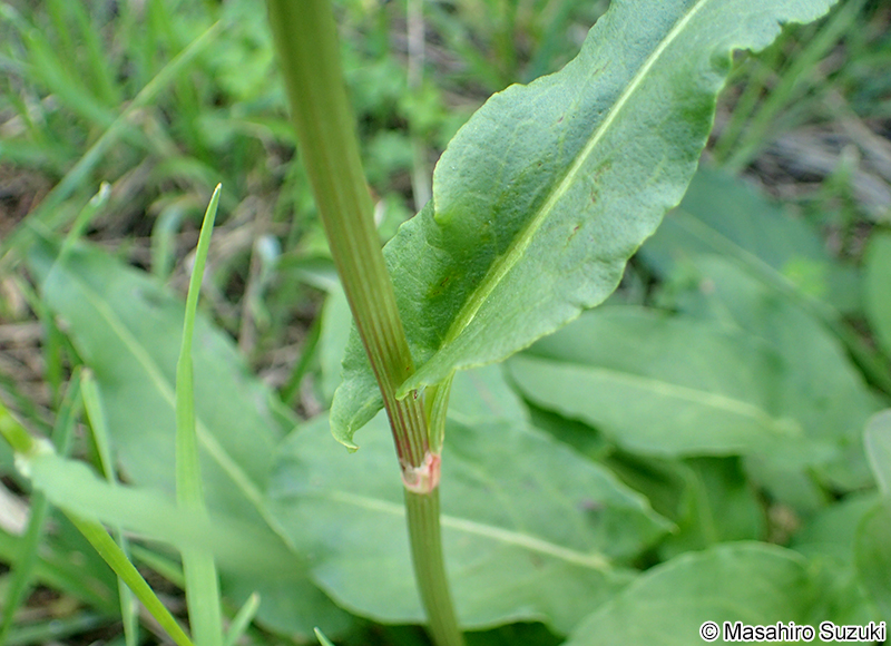 スイバ Rumex acetosa