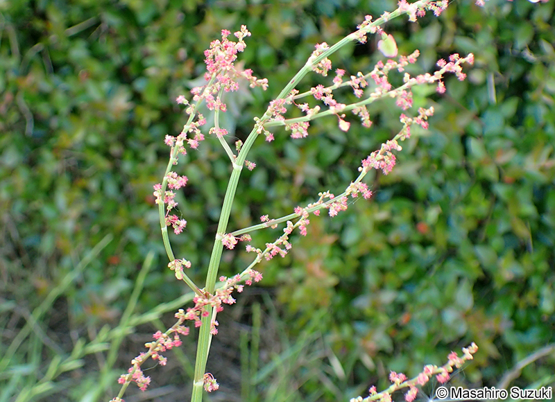 スイバ Rumex acetosa
