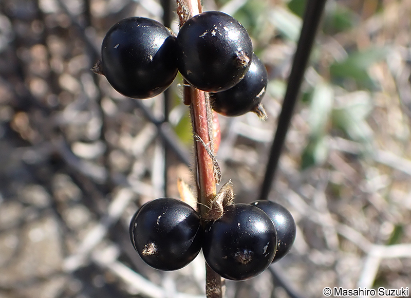 スイカズラの果実