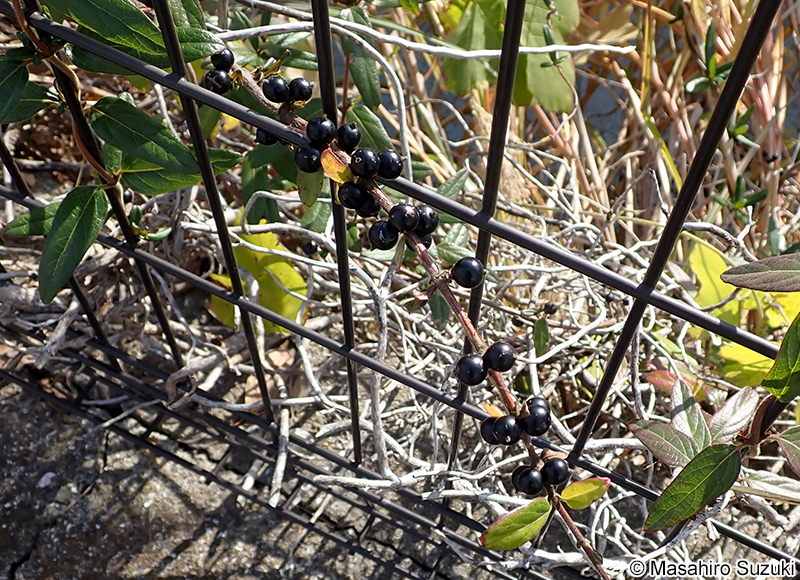 スイカズラ Lonicera japonica