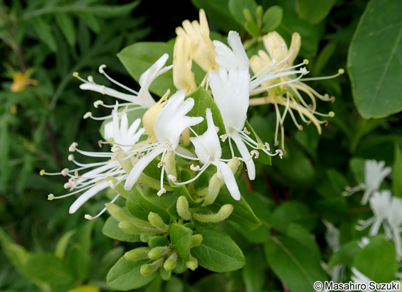 スイカズラ Lonicera japonica