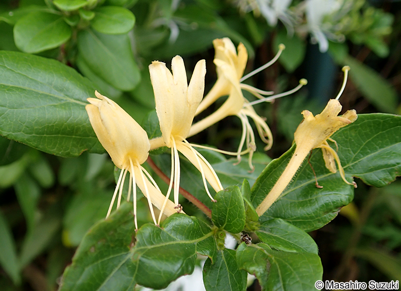 スイカズラ Lonicera japonica