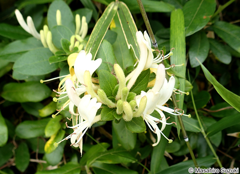 スイカズラの花