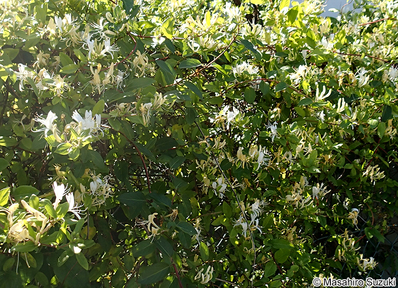 スイカズラ Lonicera japonica