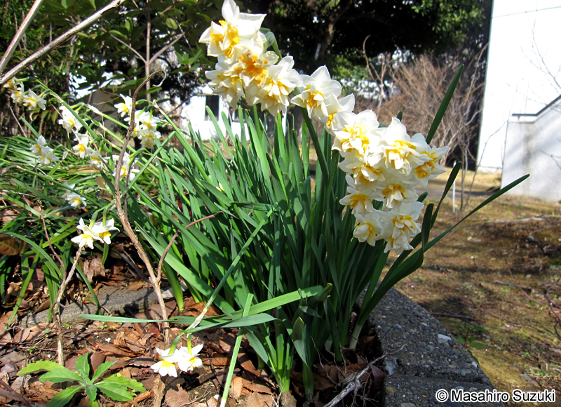 ニホンズイセン Narcissus tazetta var. chinensis