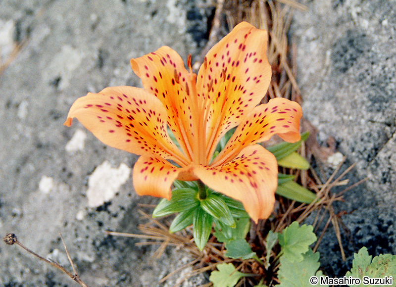 スカシユリ Lilium maculatum