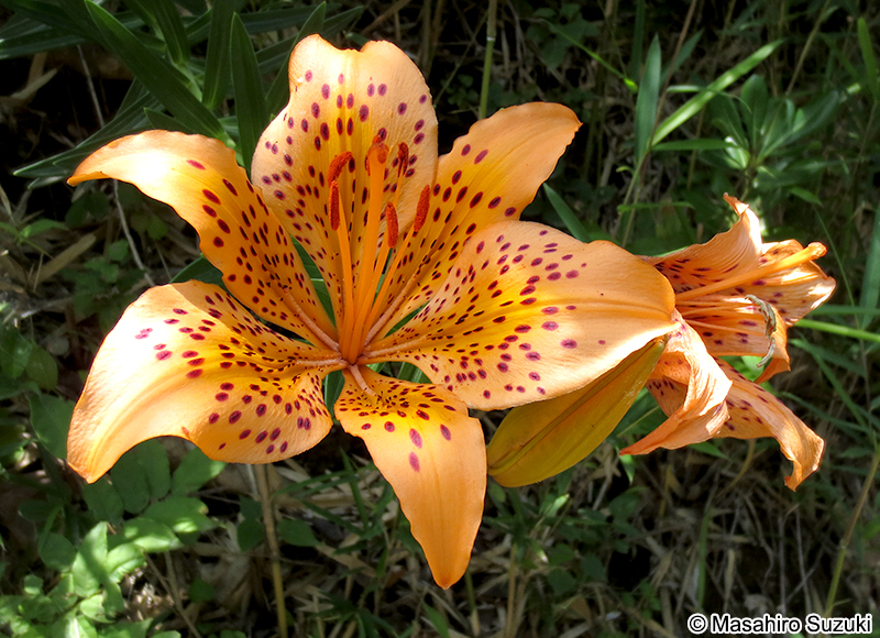 スカシユリ Lilium maculatum
