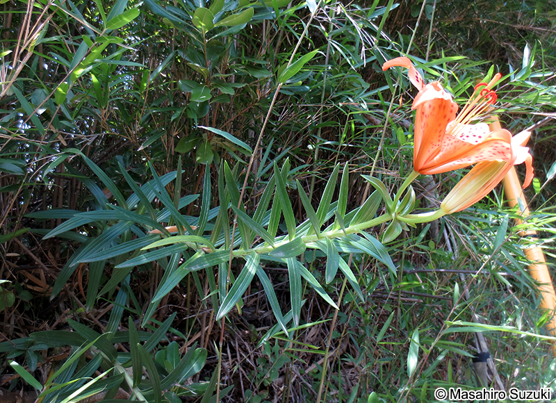 スカシユリ Lilium maculatum