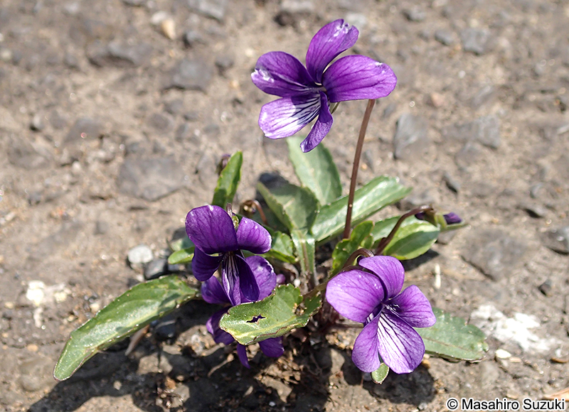 スミレ Viola mandshurica