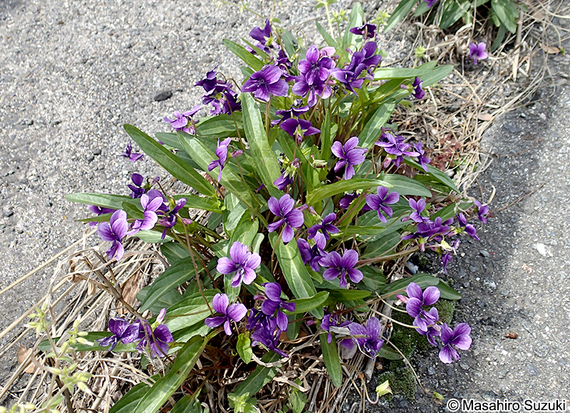 スミレ Viola mandshurica