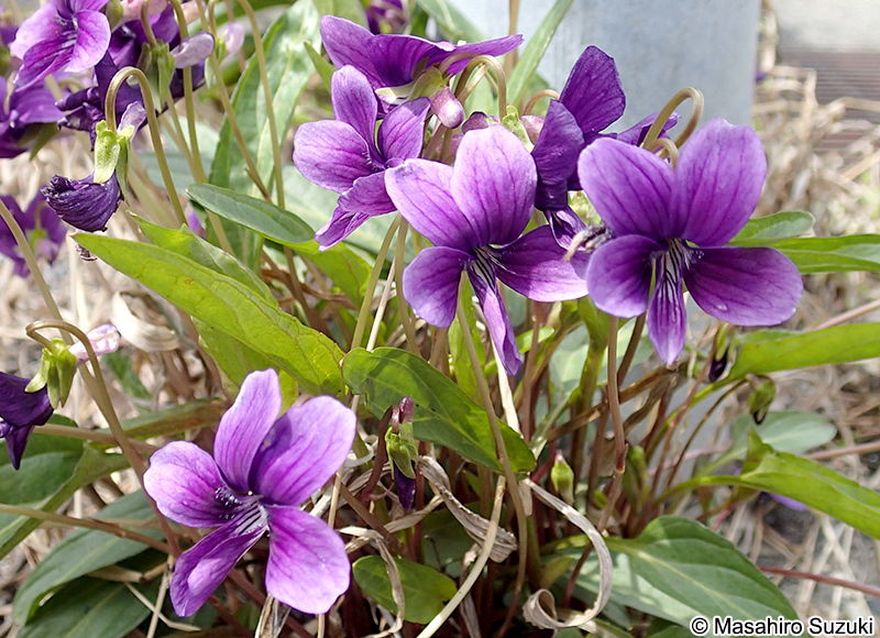 スミレ Viola mandshurica