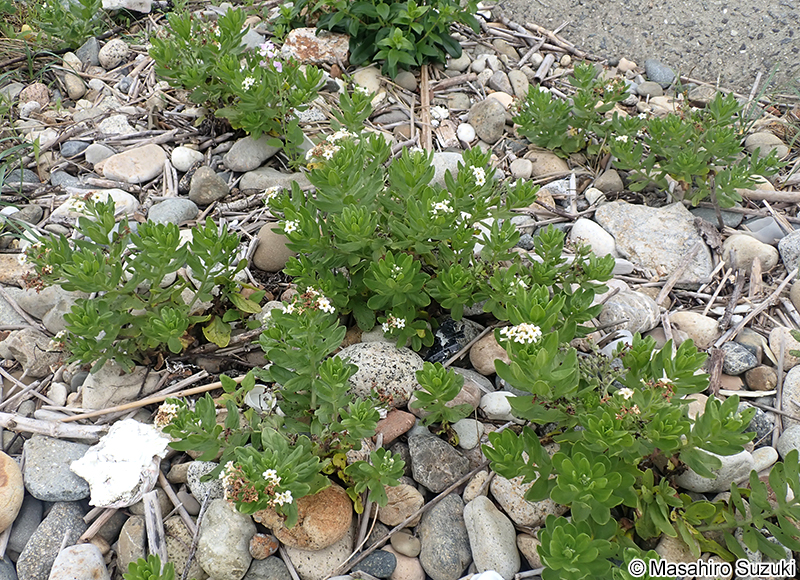 スナビキソウ Heliotropium japonicum