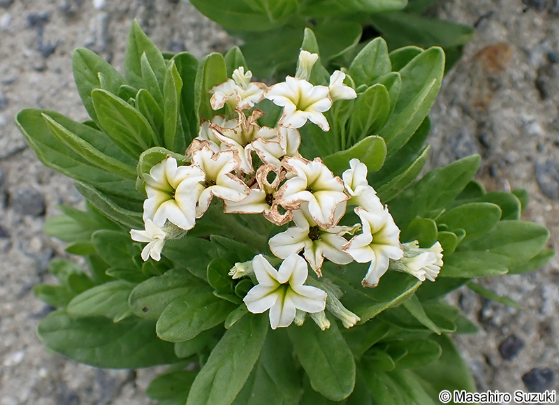 スナビキソウ Heliotropium japonicum