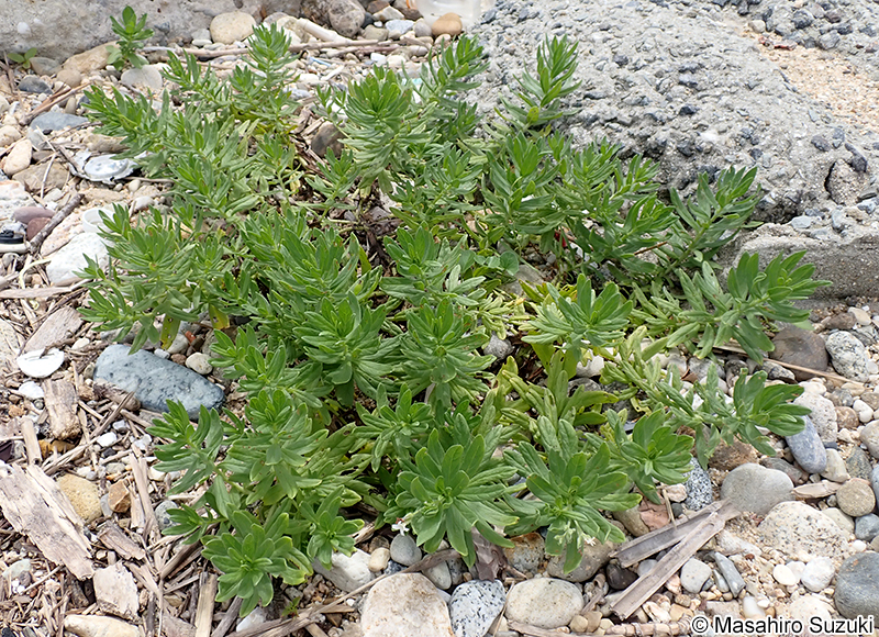 スナビキソウ Heliotropium japonicum