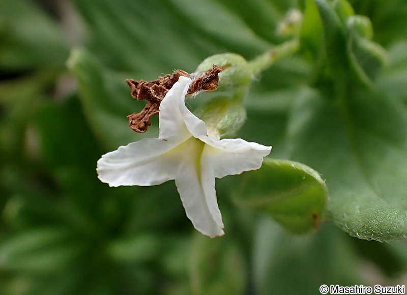 スナビキソウ Heliotropium japonicum