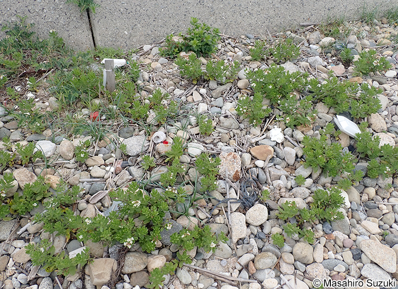 スナビキソウ Heliotropium japonicum