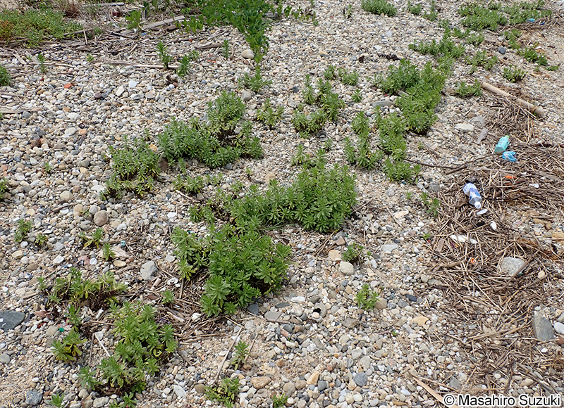 スナビキソウ Heliotropium japonicum
