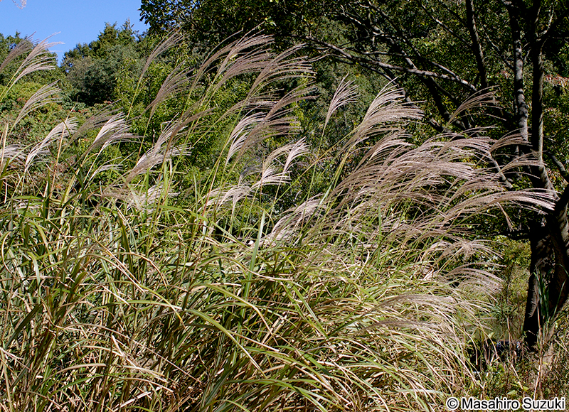 ススキ Miscanthus sinensis
