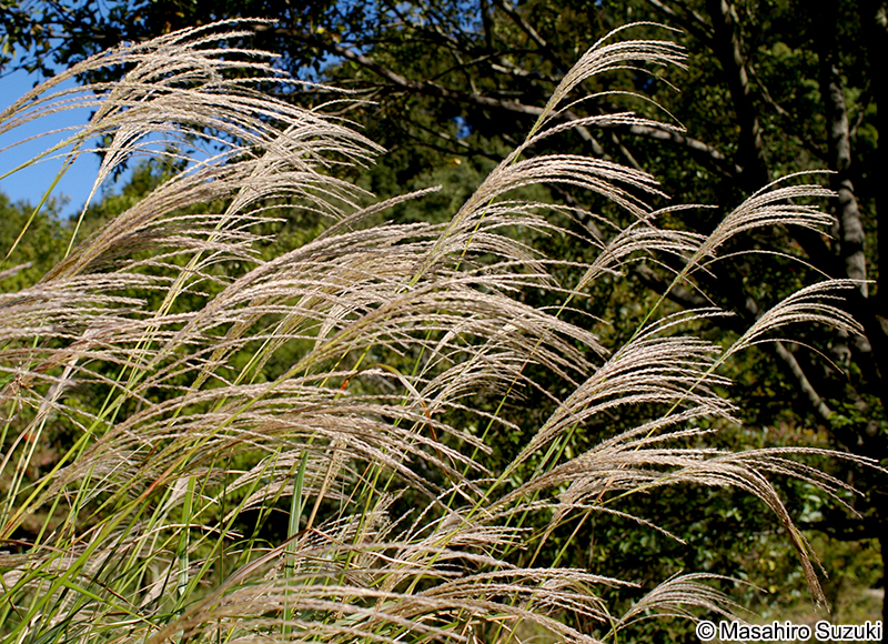 ススキ Miscanthus sinensis