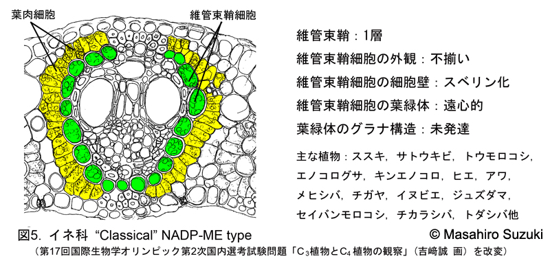 イネ科 Classical NADP-ME type