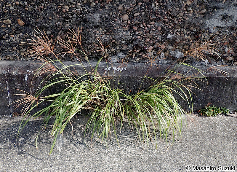 ススキ Miscanthus sinensis