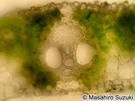 ススキの葉の維管束
