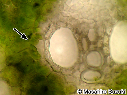ススキの葉の維管束