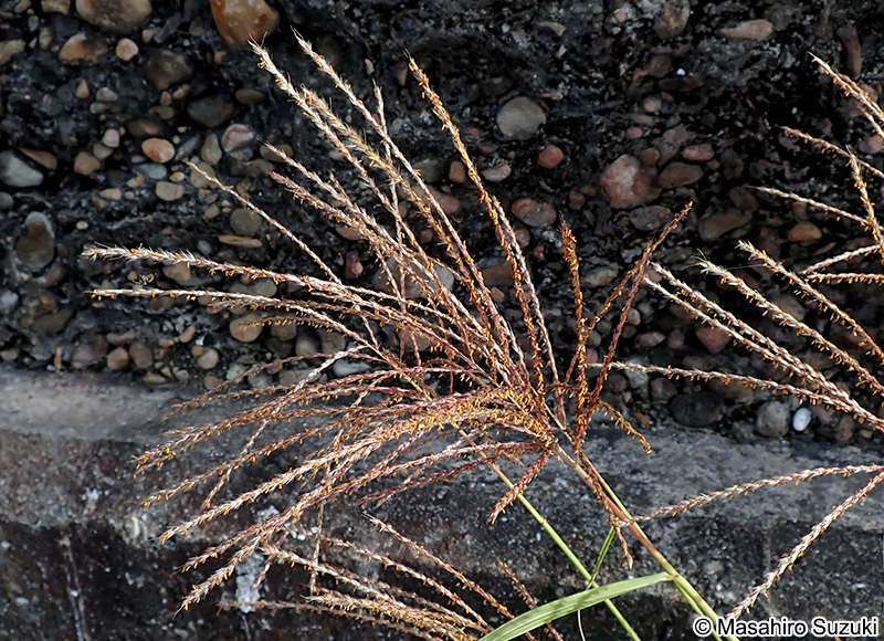 ススキ Miscanthus sinensis