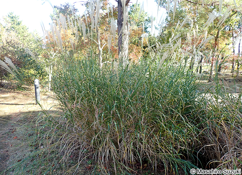 タカノハススキ Miscanthus sinensis 'Zebrinus'