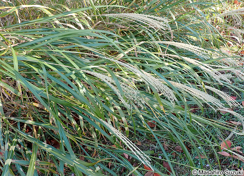 タカノハススキ Miscanthus sinensis 'Zebrinus'
