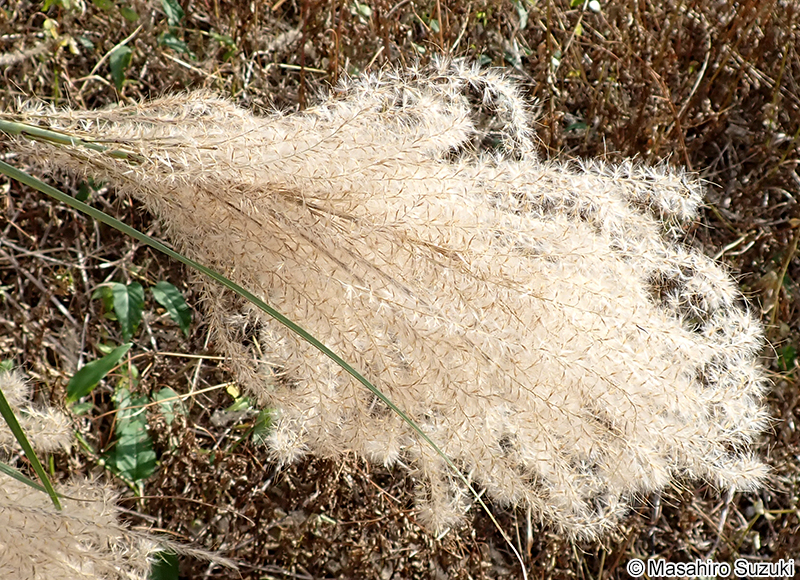 ススキ Miscanthus sinensis