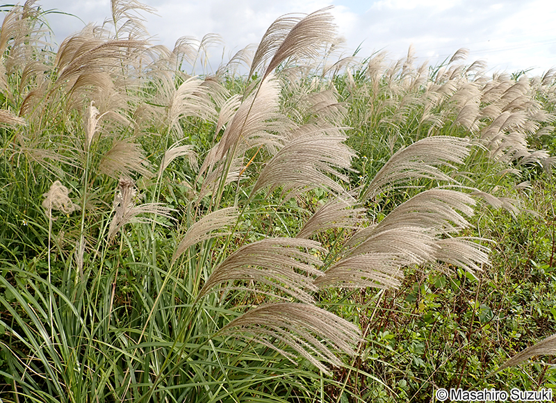 ススキ Miscanthus sinensis