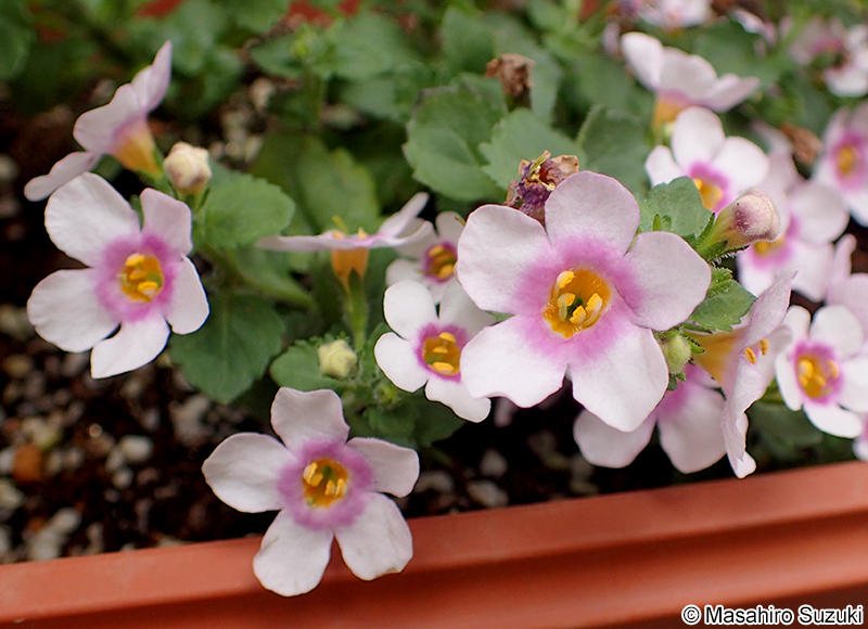 バコパ（ステラ） Sutera sp.