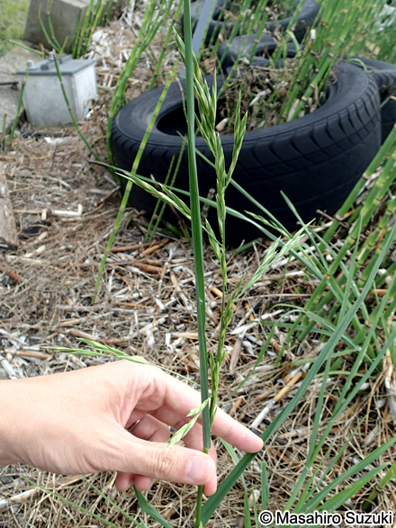 スズメノチャヒキ Bromus japonicus