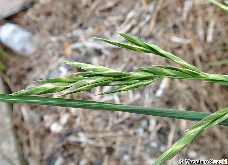 スズメノチャヒキ Bromus japonicus