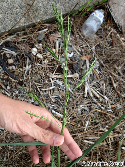 スズメノチャヒキ Bromus japonicus