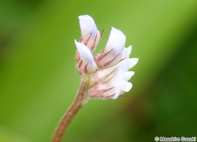 スズメノエンドウ Vicia hirsuta