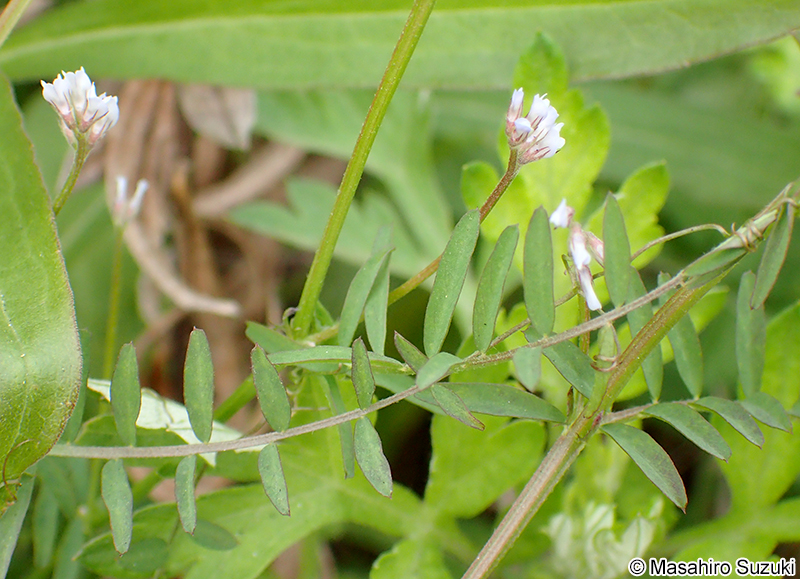 スズメノエンドウ Vicia hirsuta